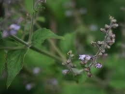 Image result for Cantinoa americana