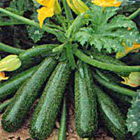 A trellis is a kind of wooden framework that can support a variety of different plants. How To Grow Summer Squash Zucchini Veggie Gardener Forum