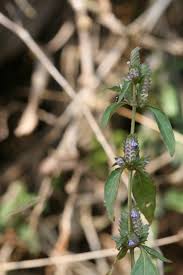 Image result for Rungia