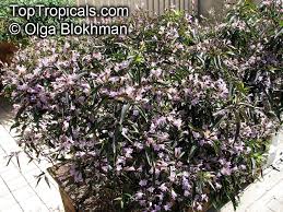 Image result for Strobilanthes anisophylla