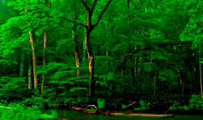 Green Nature Forest Wallpaper Hd 1080p 1920 x 1080 jpeg 942 кб. green nature forest wallpaper hd 1080p