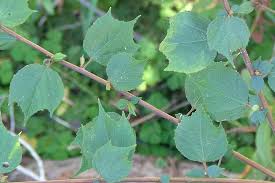 Image result for Triumfetta digitata