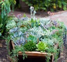 Beautiful gifts to help brighten up mum's garden. Top Mother S Day Garden Gift Ideas Natorps