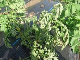 野菜がしおれる5つの原因と見分け方 畑は小さな大自然vol 72