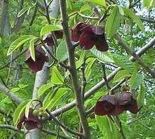 This family includes cherimoya and sweetsop as well as several different kinds of pawpaws. Asimina Triloba Wikiwand