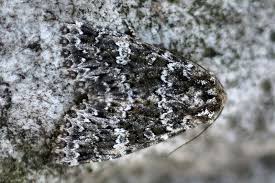 Image result for Polymixis polymita