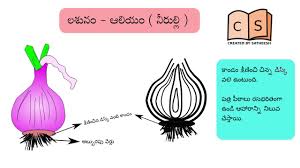 Short aerial branches and adventitious roots develop at the nodes. à°• à°¡ à°° à°ª à°¤à°° à°² 1 Stem Modifications Telugu Part 1 Youtube
