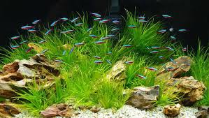 10 Best Aquarium Fish For Beginners In 2020 Best Aquarium Fish Aquarium Aquarium Fish