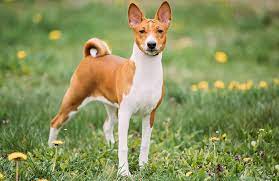 Basenji Investing Media Blog Basenji Dogs Best Dog Breeds Dog Breeds