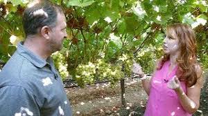 How much do cotton candy grapes cost? Cotton Candy Grapes Youtube