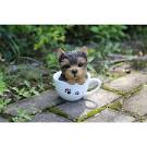 Yorkshire Terrier Puppies for Sale | PuppySpot