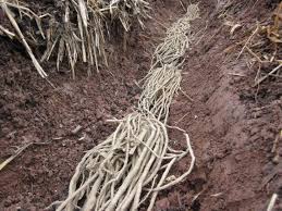 Plant the potted plants at ground level and not in a trench like you would a bareroot crown. Six Things You Need To Know About Planting Asparagus Diy Network Blog Made Remade Diy