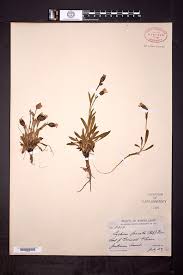 Image result for Silene kiwuensis