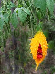 Image result for Momordica charantia