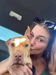 Loss of a beloved German Shepherd to cancer