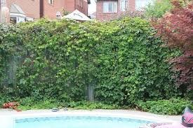 Get free shipping on qualified garden fencing or buy online pick up in store today in the outdoors department. A Tale Of Two Vines The Quest To Cover The Fence Down 2 Earth