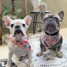 Finding a puppy locally is the preferred way to get a pet that's both, healthy and has the personality. Should I Get A Male Or Female Frenchie