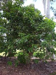 Image result for Premna serratifolia