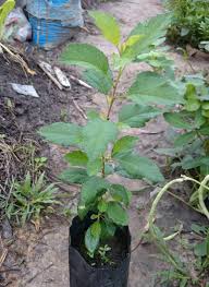 Contextual translation of tunas pokok into english. Pokok Subur In English