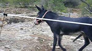 Donkey Mating 