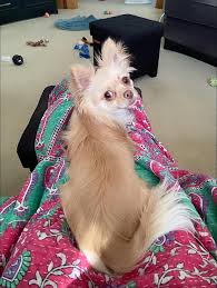 Hi everyone. My name is Brutus 🙂