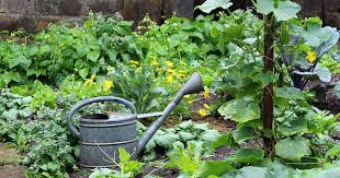 In relation to planning a garden, the majority of us think about how precisely much space any plant will need and much sun it will get. The Best And Worst Cucumber Companion Plants Gardener S Path