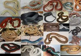 Apalachicola garter snake (thamnophis sirtalis ordinatus). A Small Selection Of Eastern Garter Localities Morphs Snakes