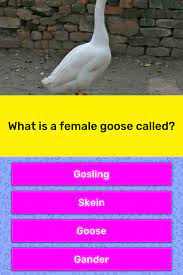Female of gander is called. What Is A Female Goose Called Trivia Answers Quizzclub