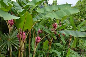 Image result for Musa sp. (Ornamental bananas)