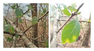 Image result for Catunaregam