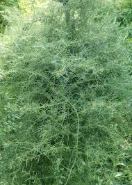 Image result for Asparagus laricinus