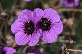 Image result for Geraniaceae