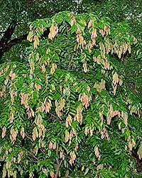 Image result for Cleistanthus