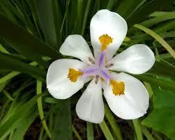 Image result for Dietes