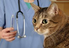 They're used when pain lasts for a long time. Side Effects Of Buprenorphine In Cats Healthy Paws Pet Insurance