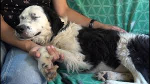 Fundraiser by puppy paws rescue maryland : Dog Falls Asleep On My Lap After Realizing She S Being Rescued Youtube