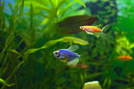 How often do you feed goldfish? How Many Glofish Per Gallon Ideal Tank Size Mates Fish Tank Master