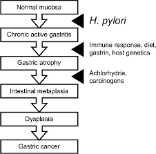 Pathogenesis Of Helicobacter Pylori Infection Clinical