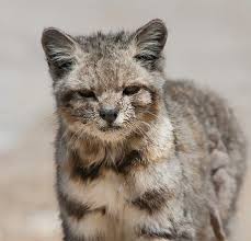 Fewer than 2500 individuals are thought to exist. Quiz How Many Big Cats Can You Name The Animal Rescue Site News