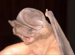 Image result for Perotis patens