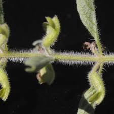 Image result for Endostemon tereticaulis