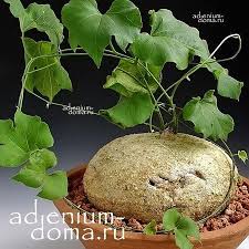 Image result for Pyrenacantha kaurabassana