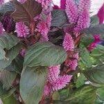 Image result for Celosia elegantissima