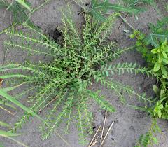 Image result for Phyllanthus maderaspatensis