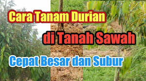 Ada beberapa hal yang mesti diperhatikan saat anda ingin membudidayakan atau menanam durian musang king seperti pemilihan bibit tanaman, proses penanaman. Cara Tanam Durian Di Tanah Sawah Kesuburan Menanam Tanaman
