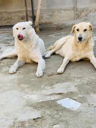 Kabul Small Animal Rescue ਨੇ...