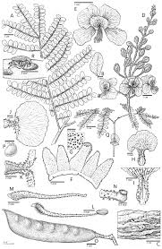 Image result for Gelrebia glandulosopedicellata