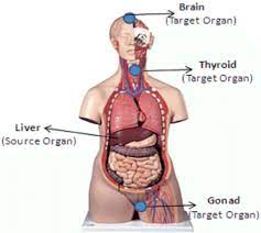 23 6 accessory organs in digestion the liver pancreas and. Dewi Surahma
