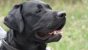 Altrimenti, si accontentano di oziare e sonnecchiare. Labrador Retriever Carattere Temperamento E Convivenza Con I Gatti Miciogatto It