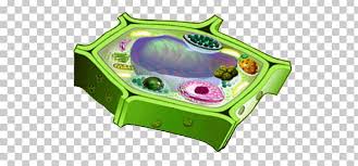 Check spelling or type a new query. Plant Cell Cel Lula Eucariota Cel Lula Animal Eukaryote Png Clipart Animal Cell Biology Cell Cell